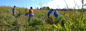 renew-the-blue_volunteers_lakeshore-nature-preserve