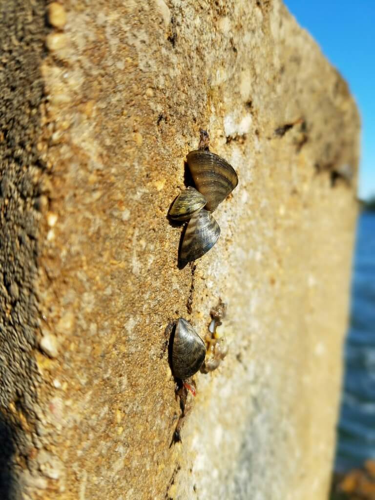 Zebra mussels Madison lakes
