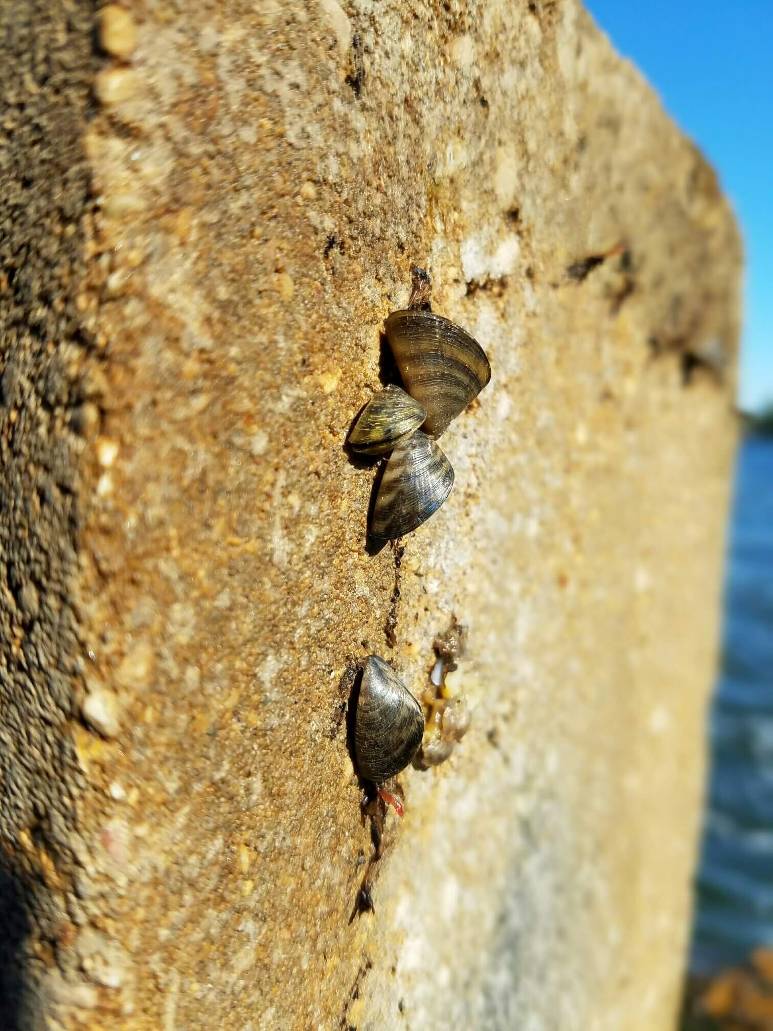 Zebra Mussels Clean Lakes Alliance