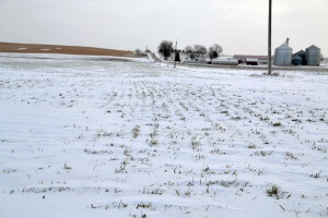 Cover Crops in the Snow