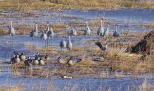 Geese and Sandhill Cranes at Goose Pond, Arlington, WI