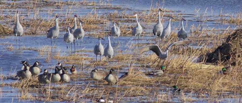 Geese and Sandhill Cranes at Goose Pond, Arlington, WI