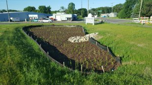Williams Drive bioretention basin