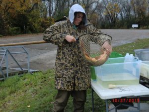 volunteer holding a carp in a fishing net