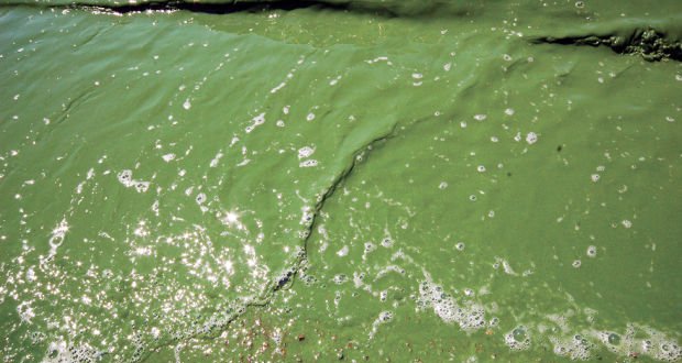 Cyanobacteria (Blue-green algae)
