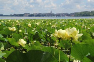 American Lotus and the Wisconsin State Capitol - Lake Mendota