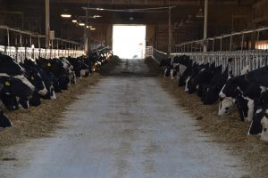 Cows in dairy barn - task force, manure management