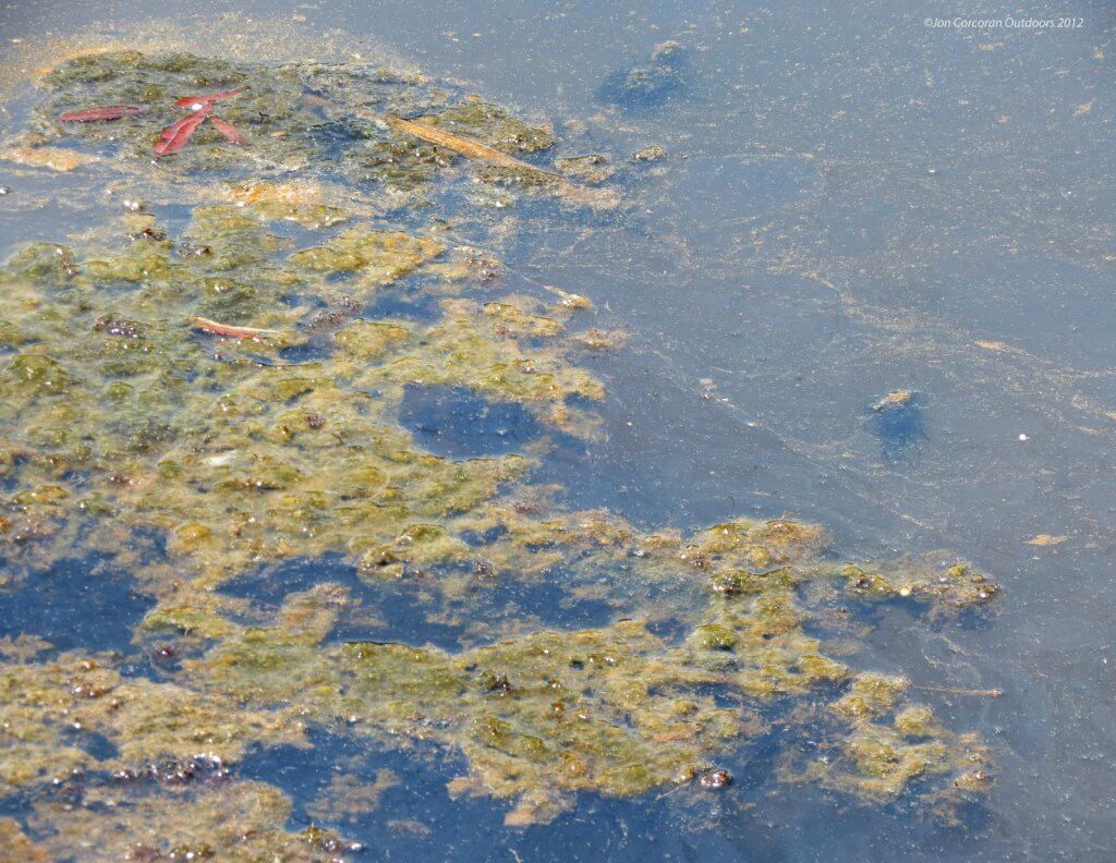 Eurasian watermilfoil with attached filamentous algae