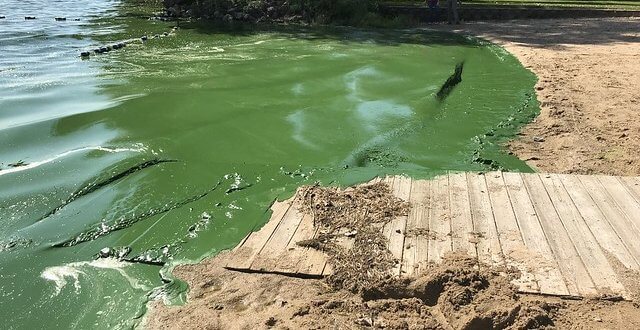 Lake Kegonsa Cyanobacteria, September 2018
