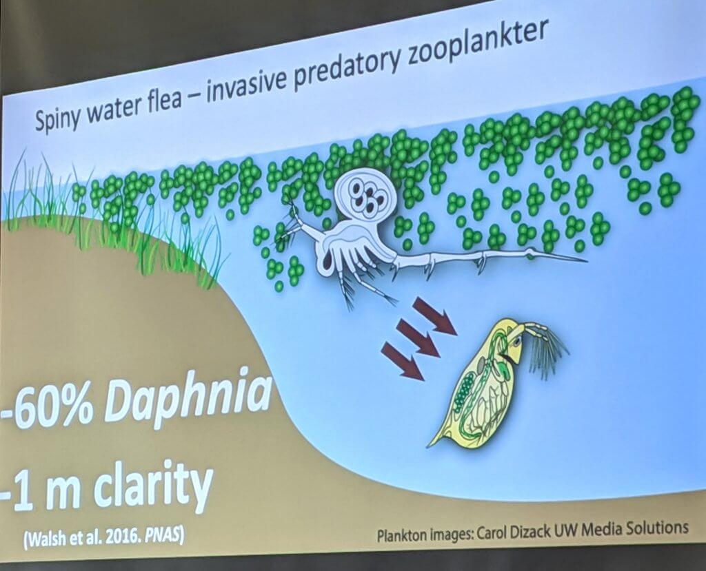 Daphnia versus Spiny Water Flea