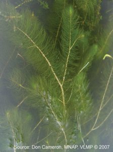 Northern water-milfoil