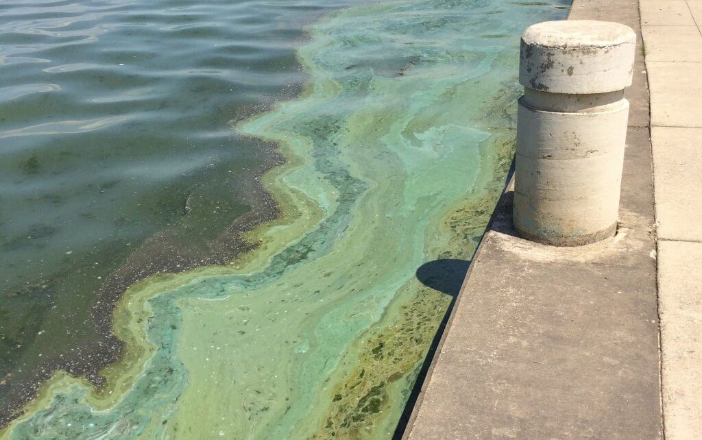 Cyanobacteria bloom on Lake Mendota at James Madison Park