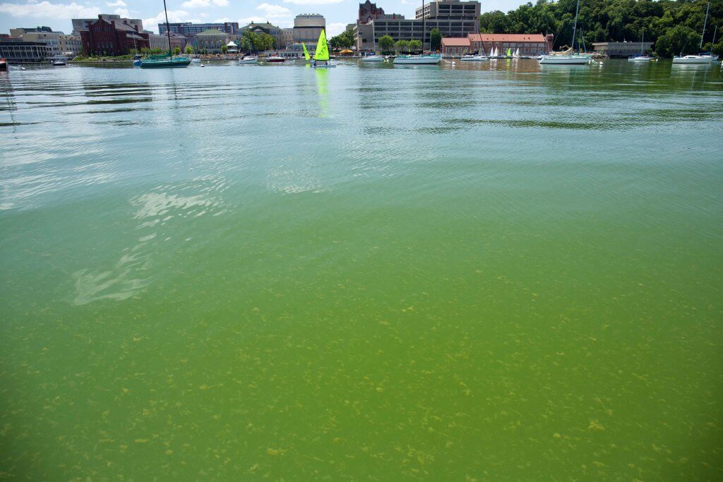 Cyanobacteria on Lake Mendota at the Memorial Union