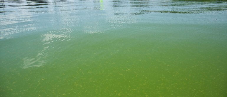 Cyanobacteria on Lake Mendota at the Memorial Union