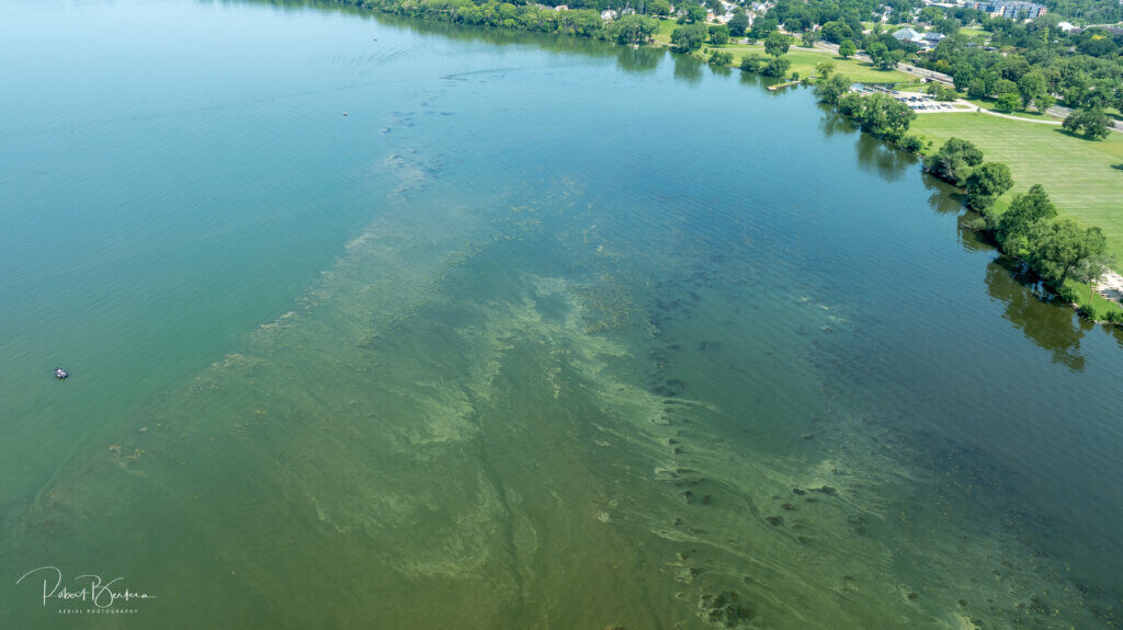 2024 Monitoring - Cyanobacteria bloom
