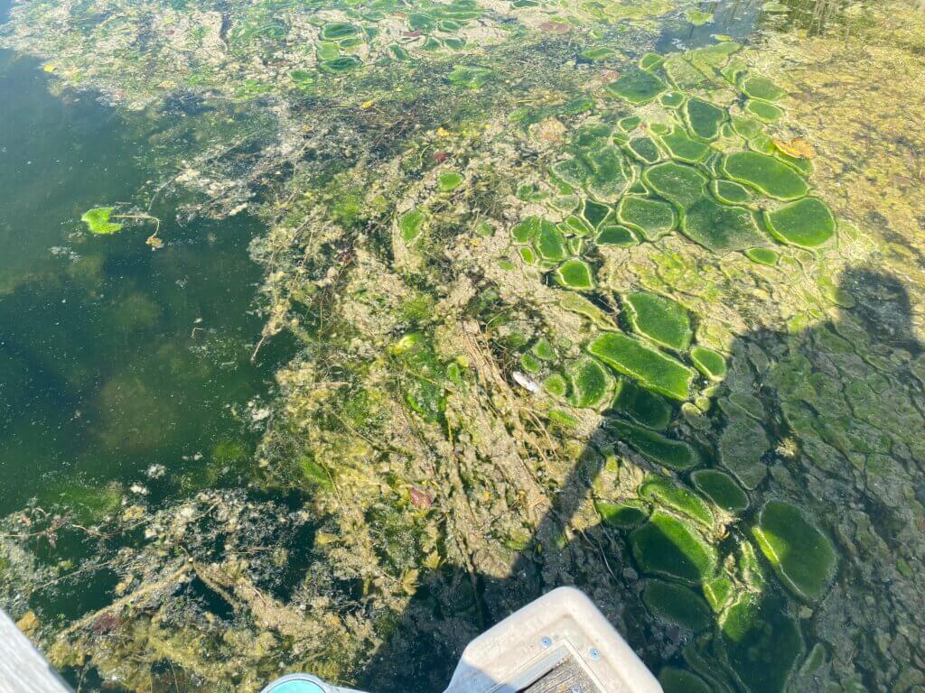 2024 monitoring - green algae_SallyLehner_EdgewoodPier_May2023