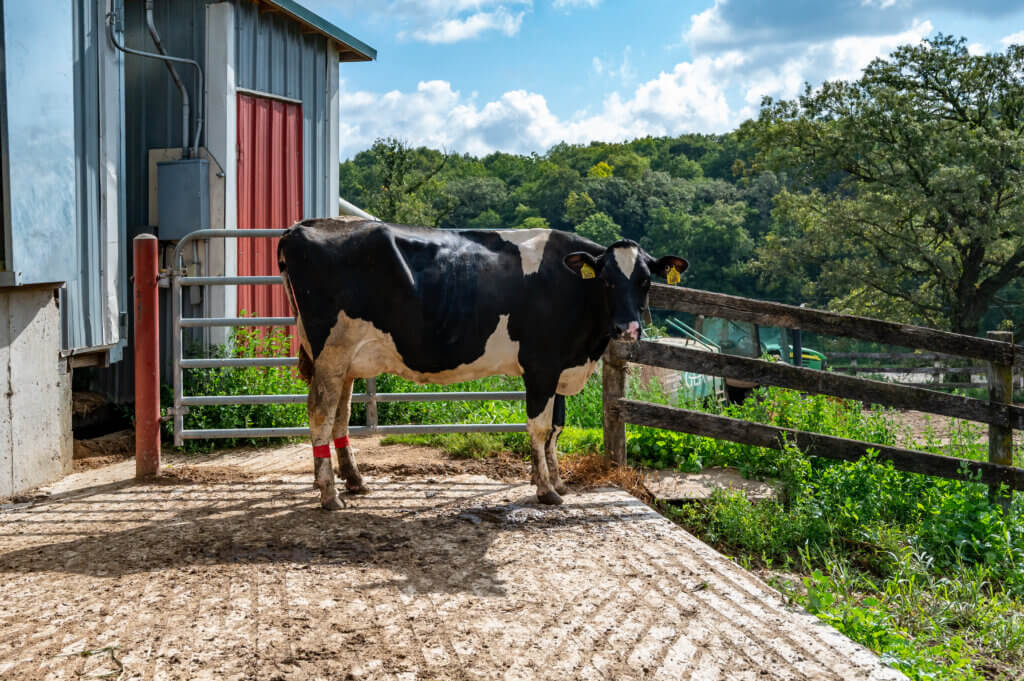 Building additional manure-processing capacity is a top recommended action to achieve cleaner lakes