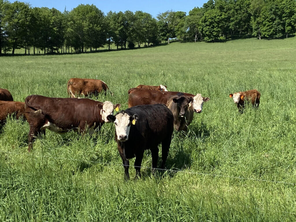 Rotational grazing shown on a local farm. Photo courtesy Dane County Land & Water Resources.