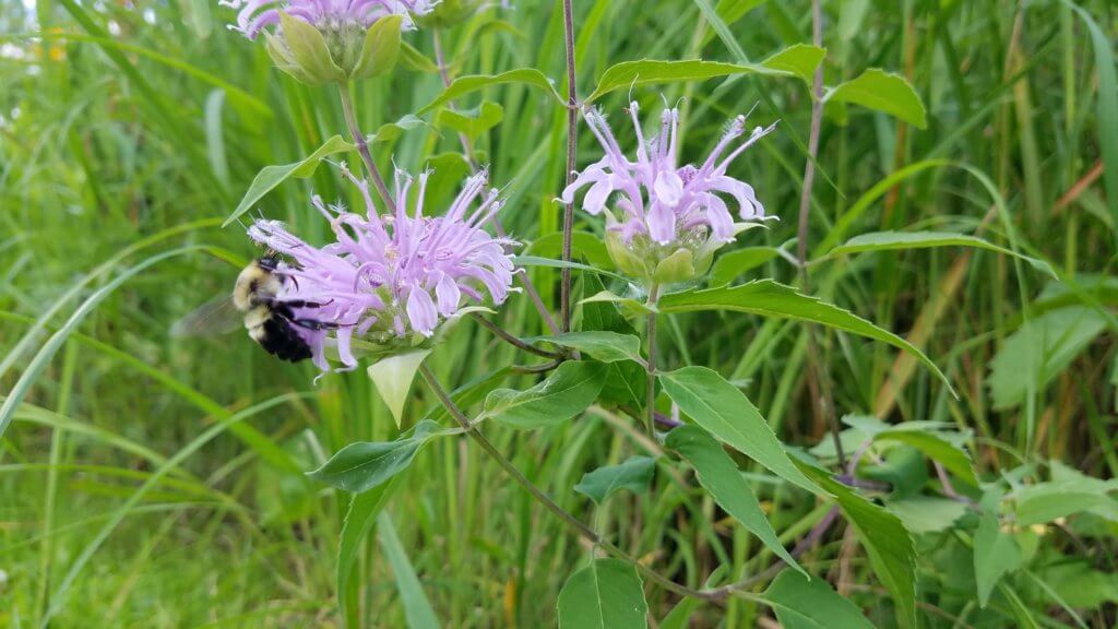 Bumble Bee on a Prairie Flower