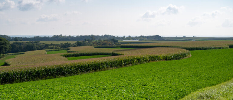 Contour planting shown at Kellercrest Registered Holsteins in Mt. Horeb, Wisconsin.