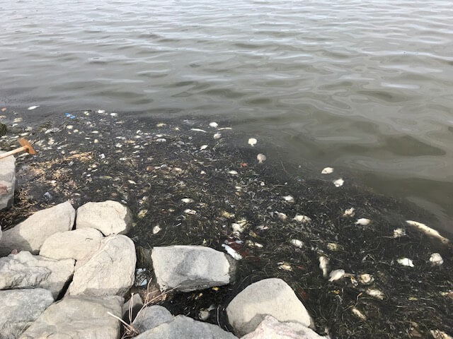 Fish kill on Lake Monona