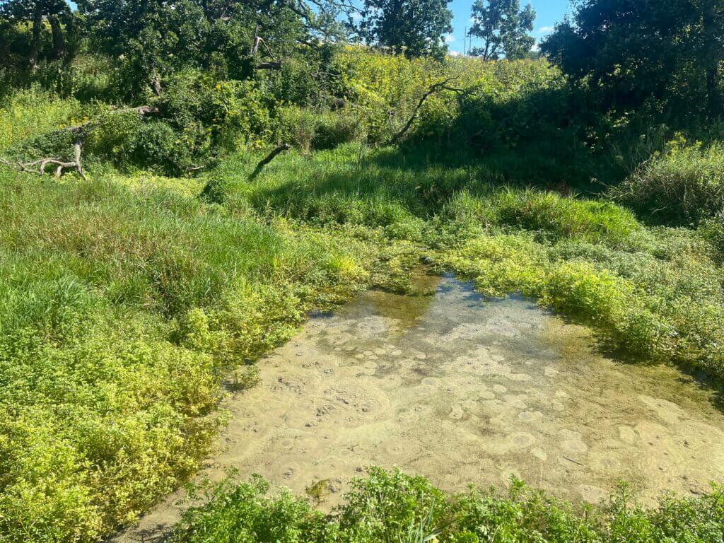View of Frederick's Spring at Pheasant Branch Conservancy