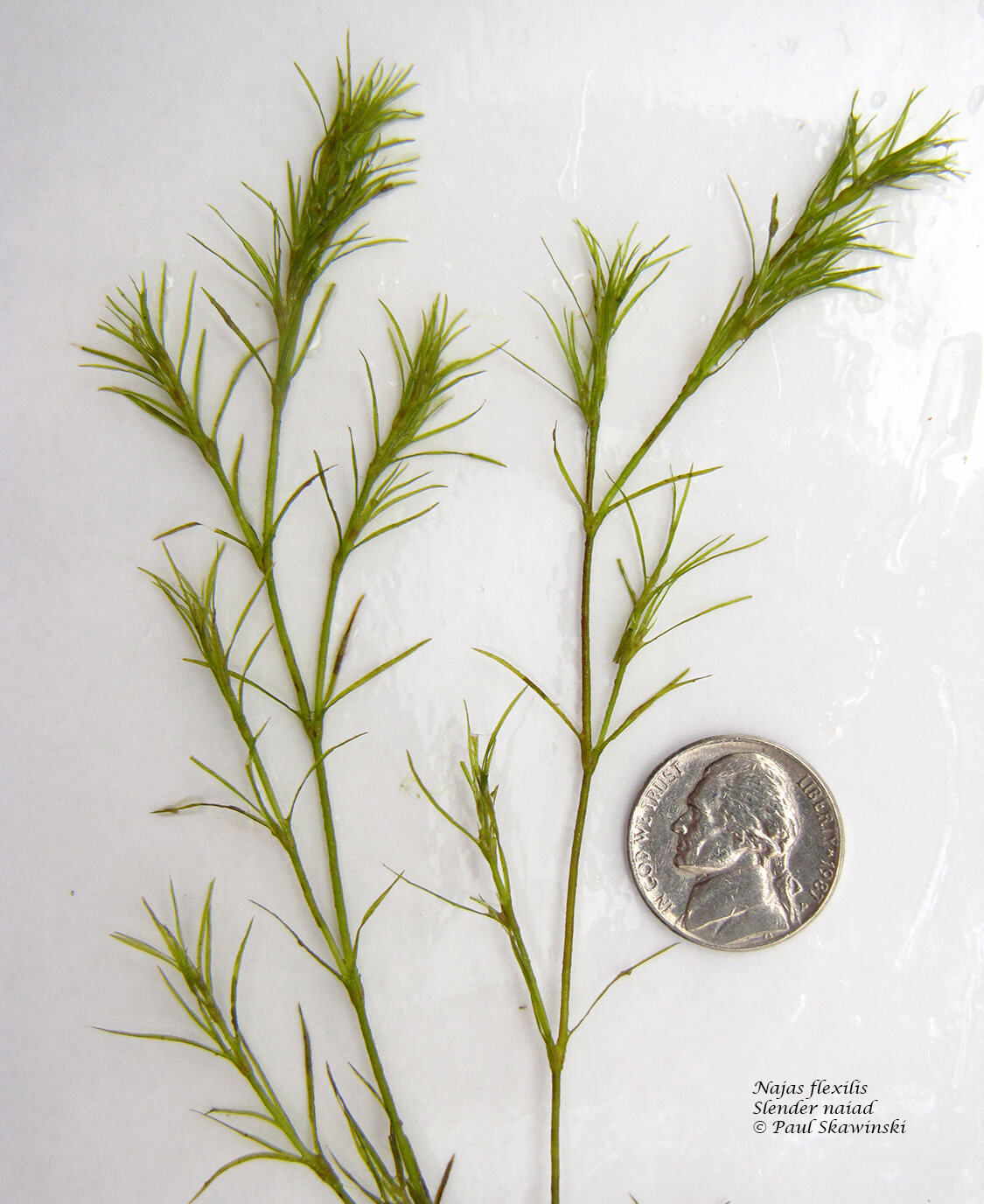 Aquatic Plants Clean Lakes Alliance