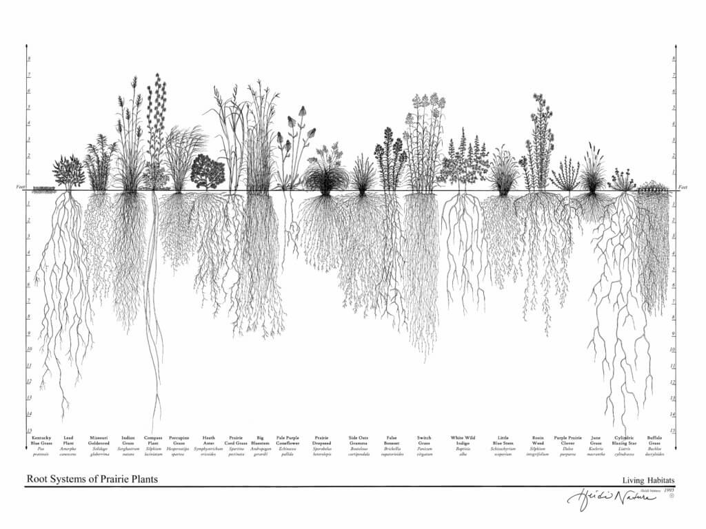 Prairie Root Illustration by Heidi Natura and Living Habitats, copyright 1995