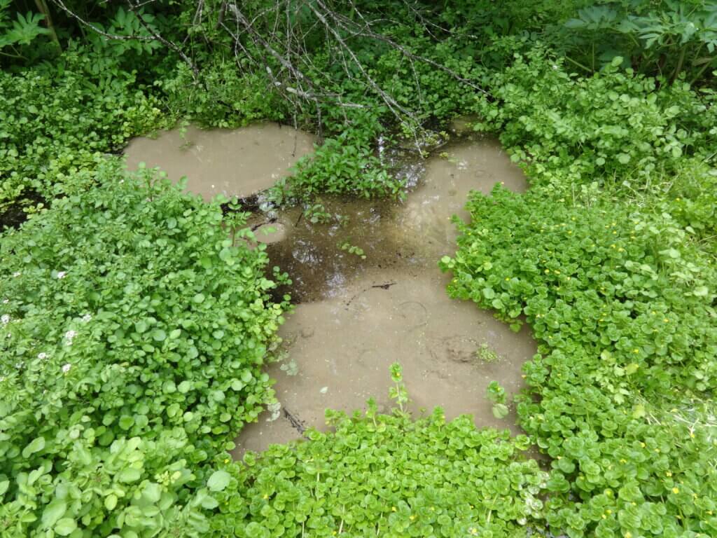 A spring emerging from a pool of water with a sandy bottom, known as a “seepage spring.” Photo courtesy Wisconsin Geological and Natural History Survey.