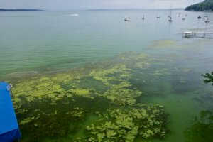 Cyanobacteria bloom 2019 - Lake Mendota - Arlene Koziol