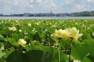 Lake Mendota water lilies capitol
