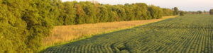Buffer edge on a farm