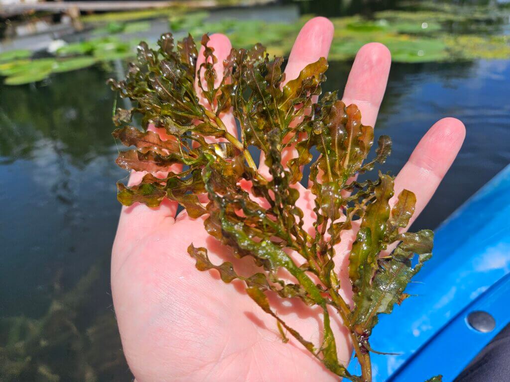 Curly leaf pondweed from Lake Wingra horizontal