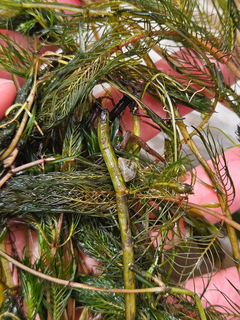 Eurasian watermilfoil and zebra mussel at Marshall Park