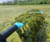 Lake Wingra aquatic plants