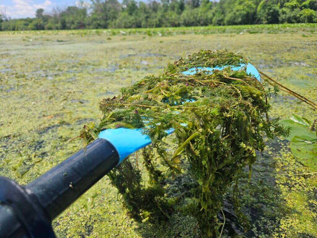 Lake Wingra aquatic plants