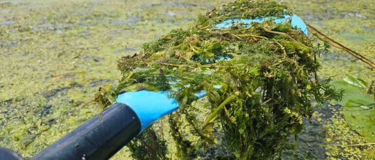 Lake Wingra aquatic plants