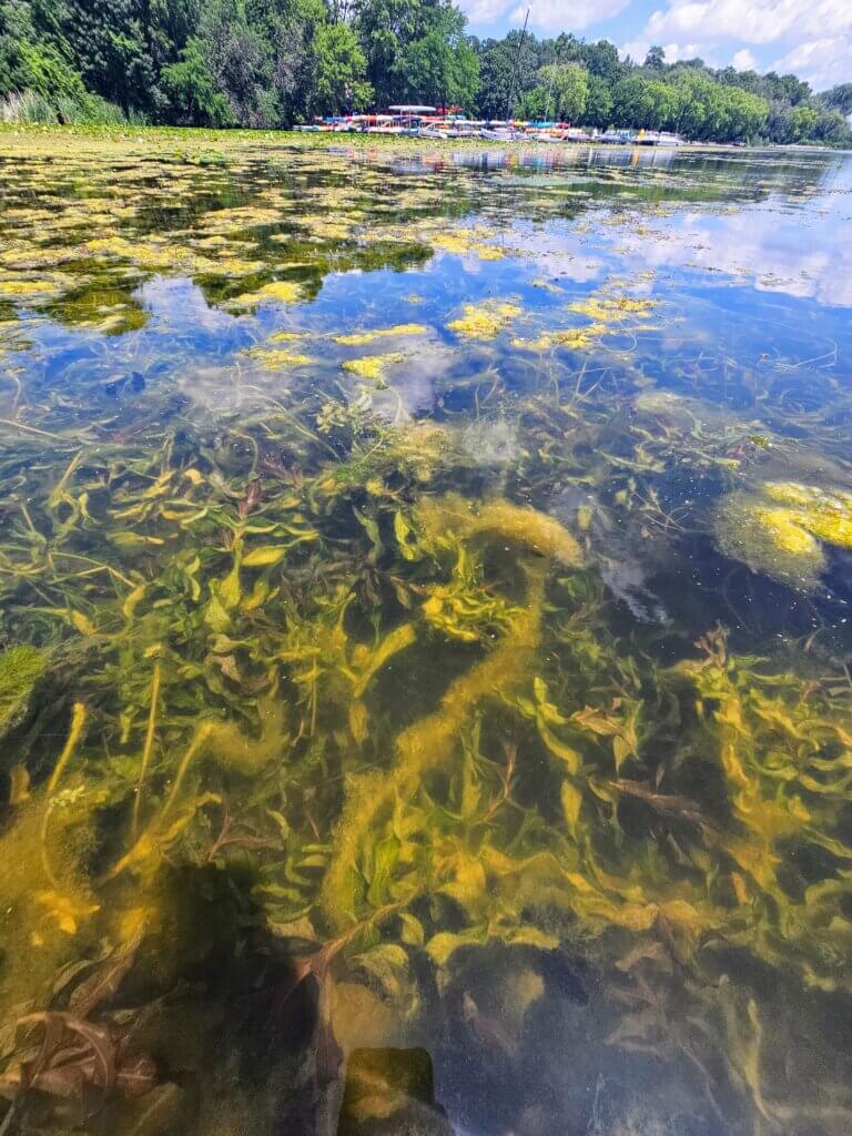 Lake Wingra plant growth in clear water