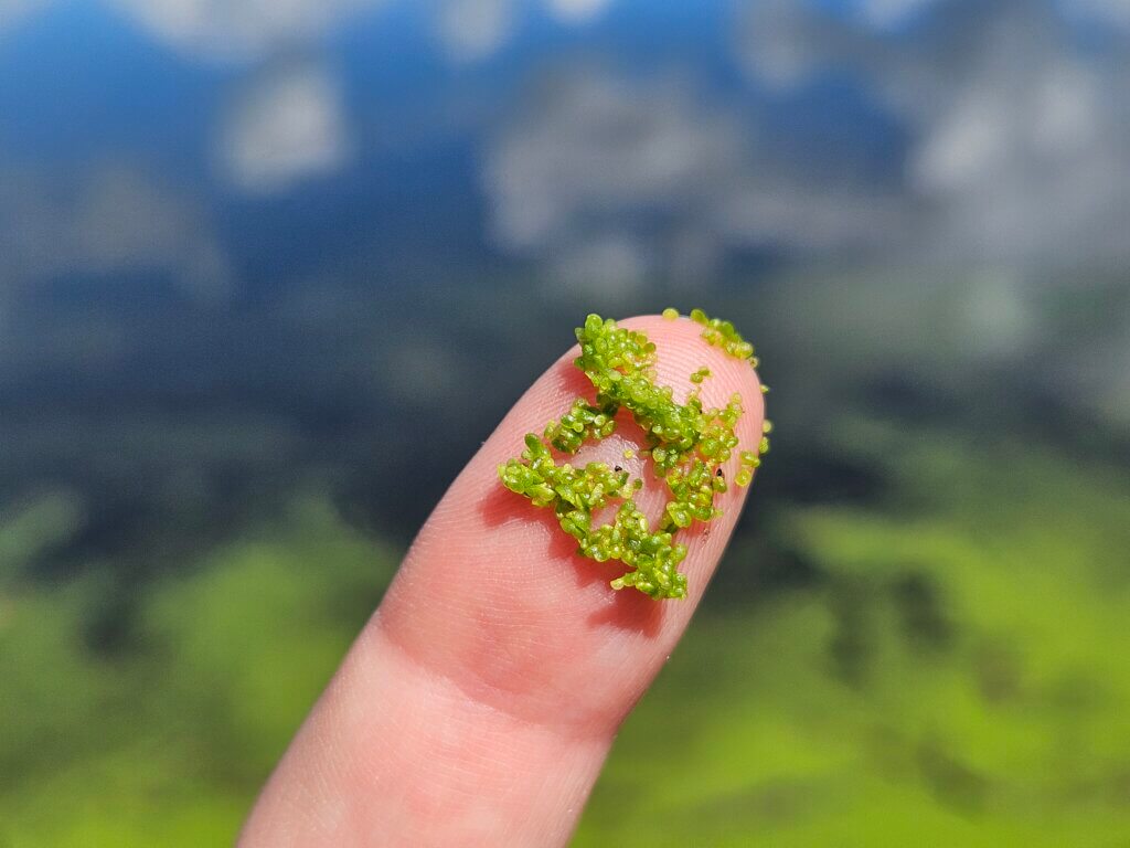 Warner Dog Park Lagoon - watermeal finger